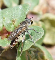 Laphystia