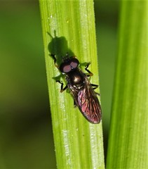 Pyrophaena granditarsis