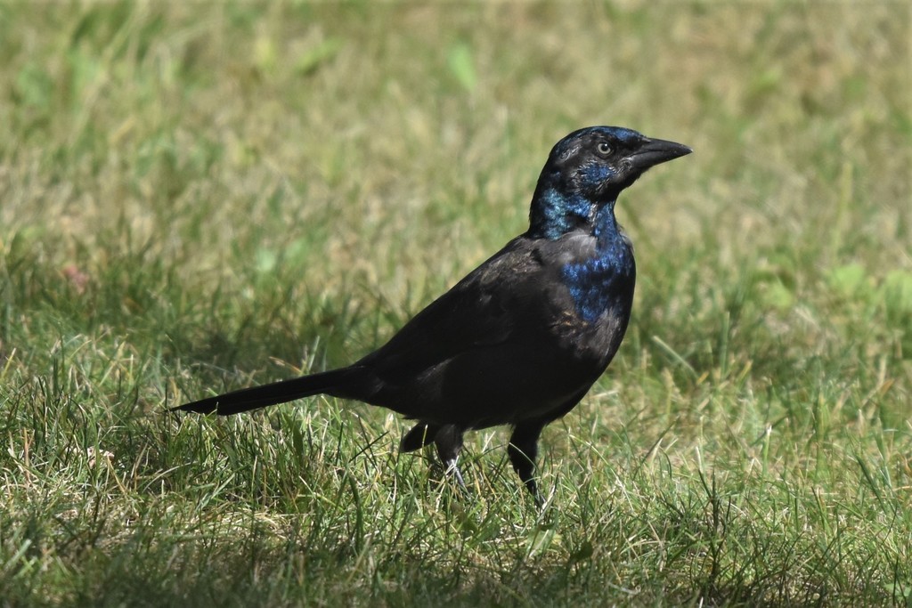 Bronzed Grackle (Subspecies Quiscalus quiscula versicolor