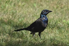 Quiscalus quiscula versicolor