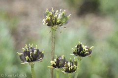 Anemonastrum zephyrum