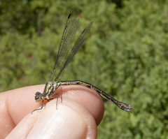 Lestes dryas
