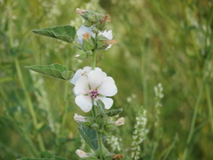 Althaea