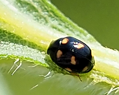 Brachiacantha ursina