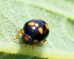 Brachiacantha ursina