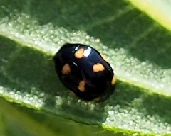 Brachiacantha ursina