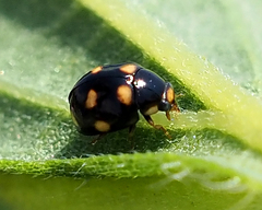 Brachiacantha ursina