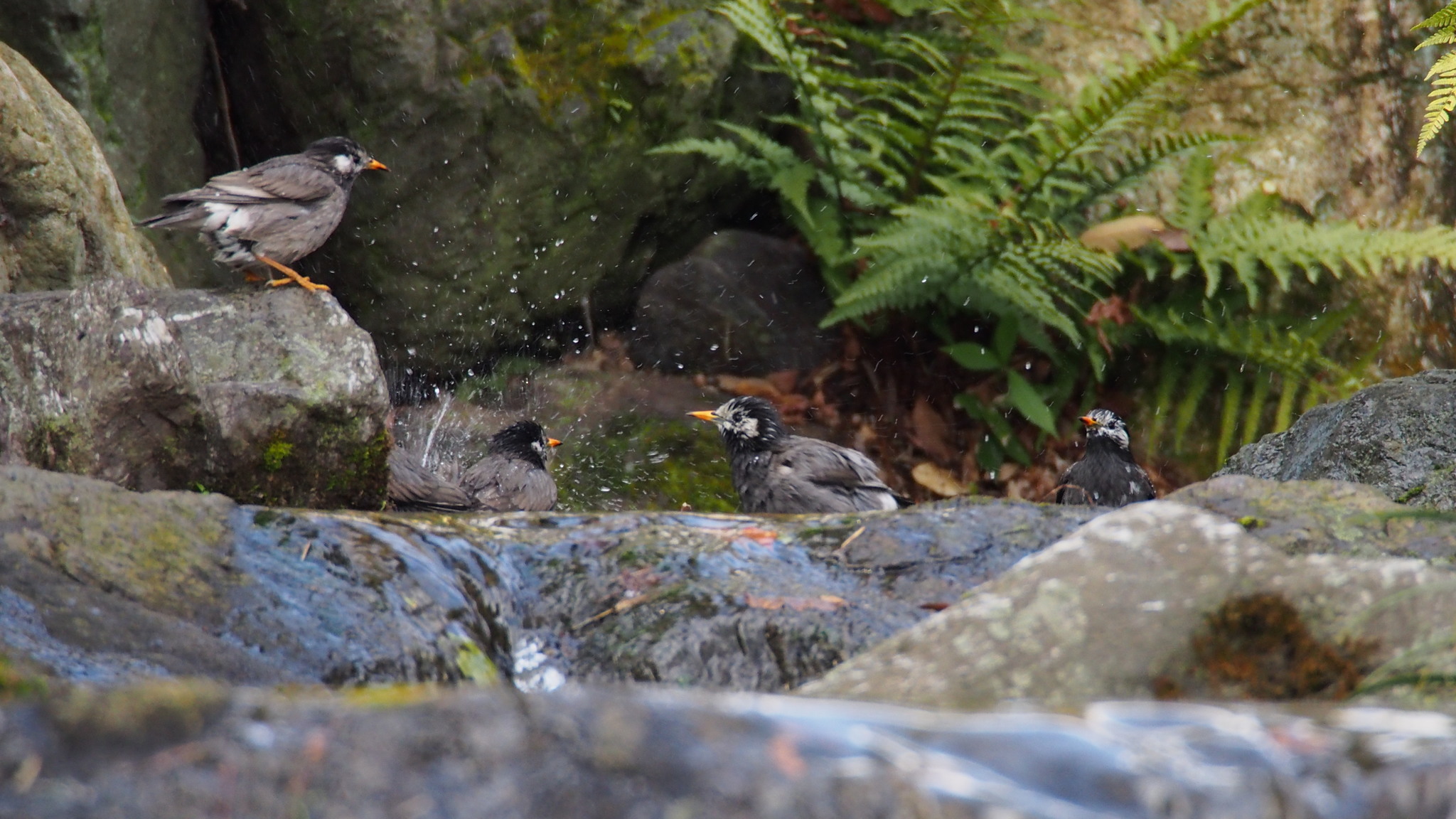 White-cheeked Starling