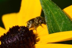 Halictus confusus