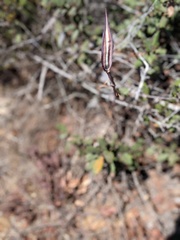 Calochortus venustus