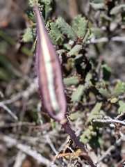 Calochortus venustus