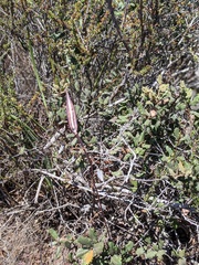 Calochortus venustus