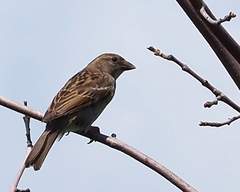 Passer domesticus
