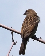 Passer domesticus