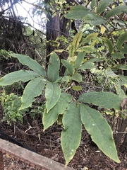 Pseudopanax colensoi