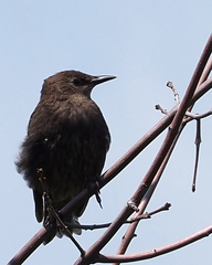 Sturnus vulgaris