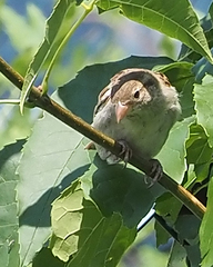 Passer domesticus