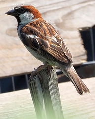 Passer domesticus