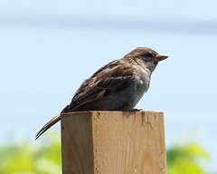 Passer domesticus