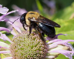 Xylocopa virginica