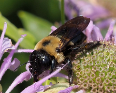 Xylocopa virginica