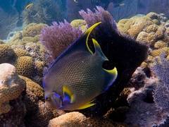 Holacanthus bermudensis