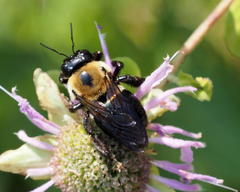 Xylocopa virginica