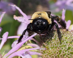 Xylocopa virginica