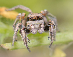Habronattus klauseri