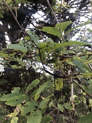 Pseudopanax colensoi