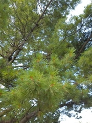 Pinus