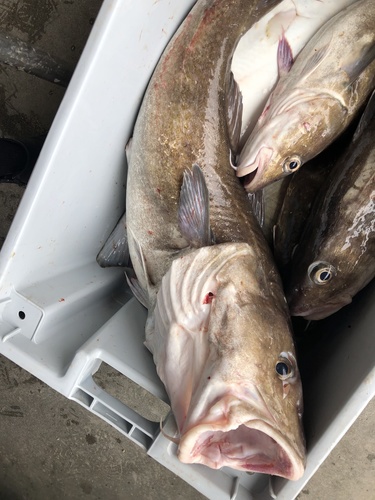 Alaska cod (Gadus macrocephalus) — Gadidae — 3