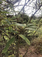 Pseudopanax colensoi