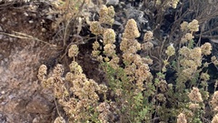 Thymus zygis gracilis