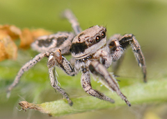 Habronattus klauseri
