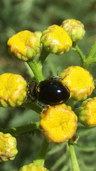 Hippodamia moesta moesta