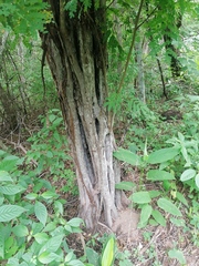 Cenostigma eriostachys