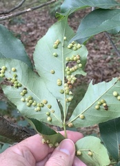 Caryomyia conoidea
