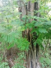 Cenostigma eriostachys