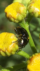 Hippodamia moesta moesta