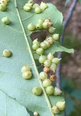 Caryomyia conoidea
