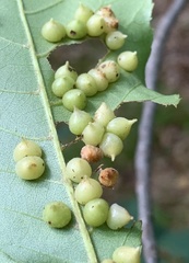 Caryomyia conoidea