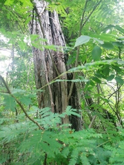 Cenostigma eriostachys