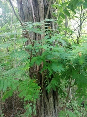 Cenostigma eriostachys