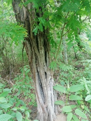 Cenostigma eriostachys