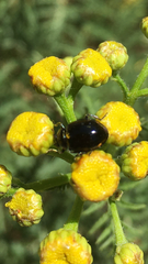 Hippodamia moesta moesta