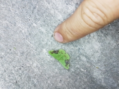 Phrudocentra janeira