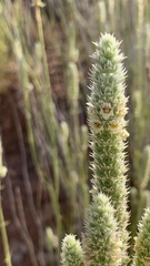 Sideritis lasiantha