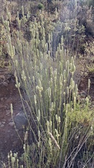 Sideritis lasiantha