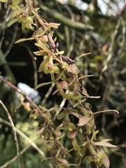 Epidendrum moritzii